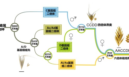 枸杞红枣党参汤功效网-分享枸杞红枣小米粥的功效，红枣枸杞当归党参泡水喝的功效知识库